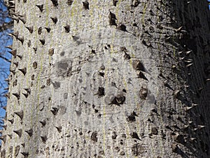 Interesting photo of a bottle tree trunk photo